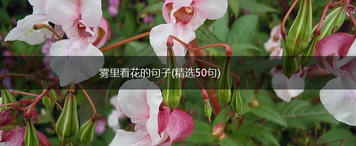 雾里看花的句子(精选50句),第1张