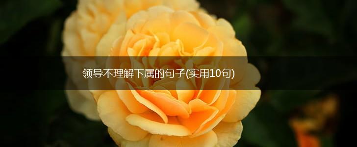 领导不理解下属的句子(实用10句),第1张