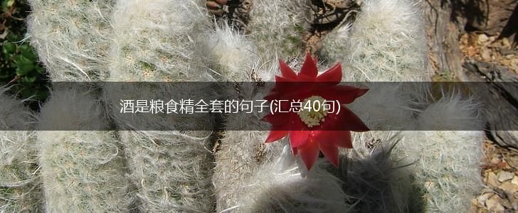 酒是粮食精全套的句子(汇总40句),第1张