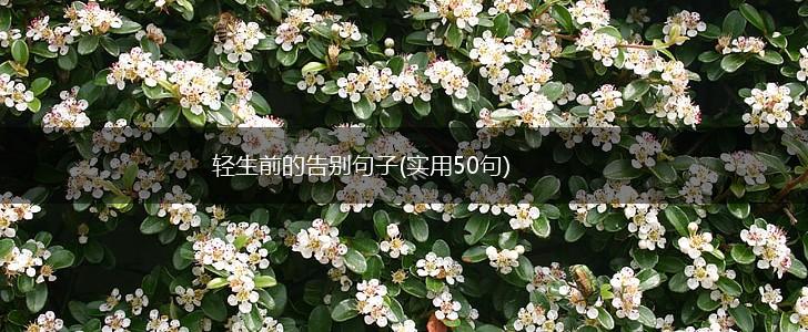 轻生前的告别句子(实用50句),第1张