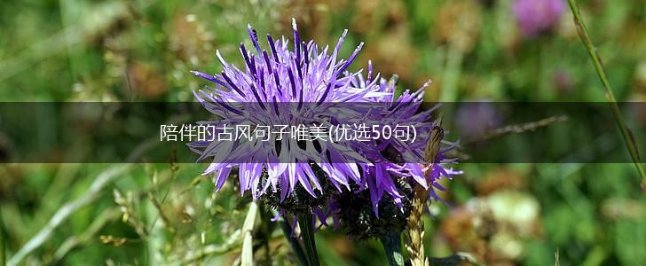 陪伴的古风句子唯美(优选50句),第1张