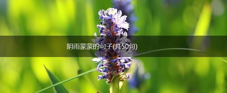 阴雨蒙蒙的句子(共50句),第1张