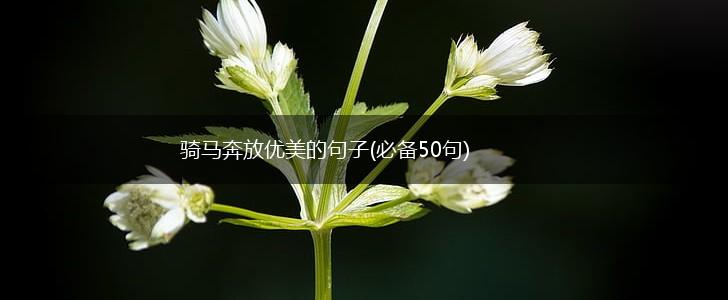 骑马奔放优美的句子(必备50句),第1张