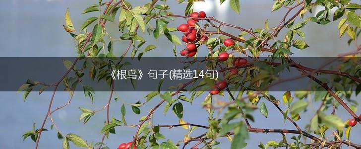《根鸟》句子(精选14句),第1张
