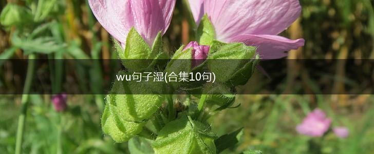 wu句子湿(合集10句),第1张