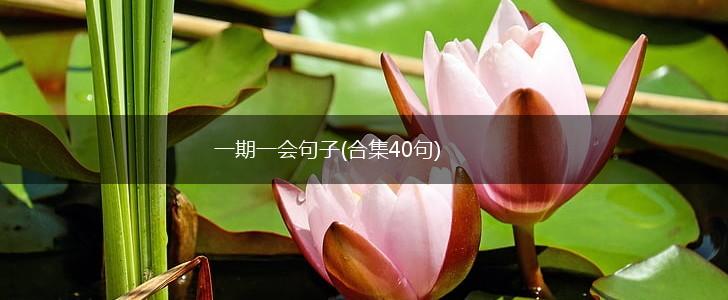 一期一会句子(合集40句),第1张