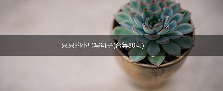 一只只的小鸟写句子(合集80句),第1张