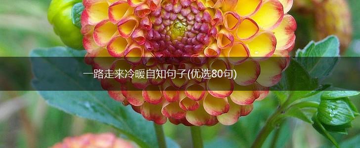 一路走来冷暖自知句子(优选80句),第1张