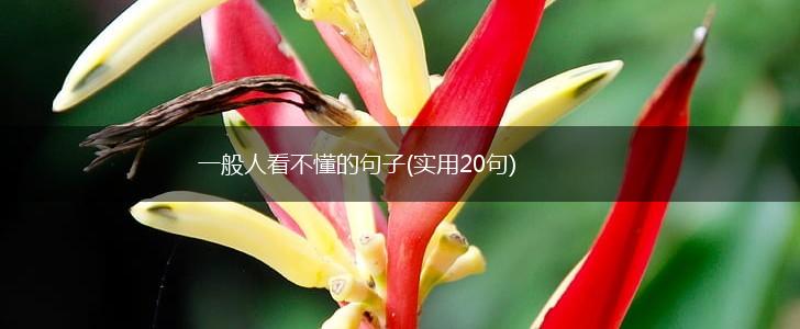 一般人看不懂的句子(实用20句),第1张
