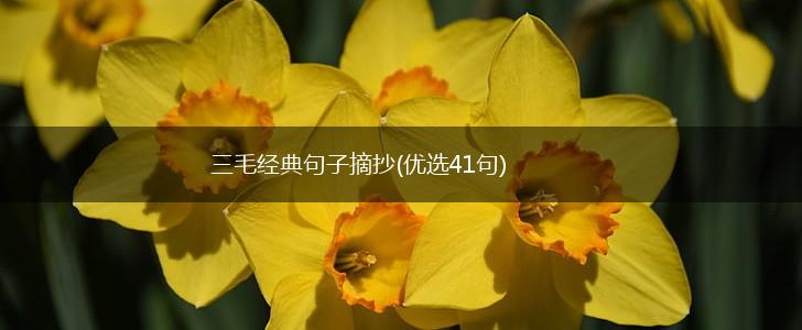 三毛经典句子摘抄(优选41句),第1张