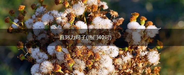 一直努力句子(热门40句),第1张