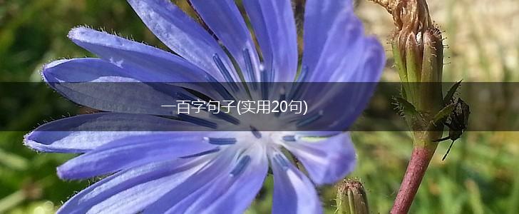 一百字句子(实用20句),第1张