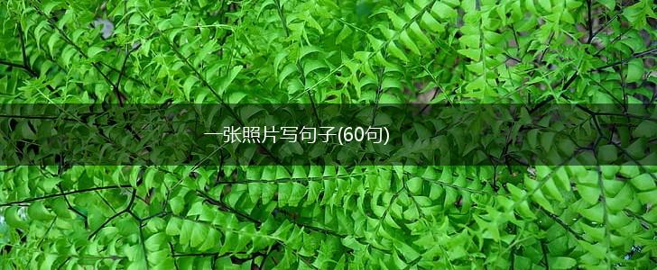 一张照片写句子(60句),第1张