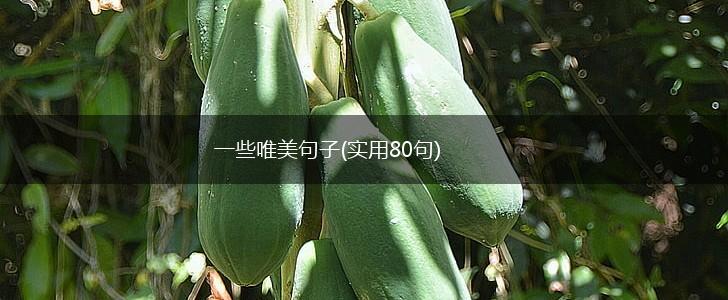 一些唯美句子(实用80句),第1张
