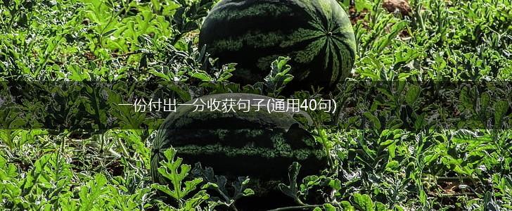 一份付出一分收获句子(通用40句),第1张
