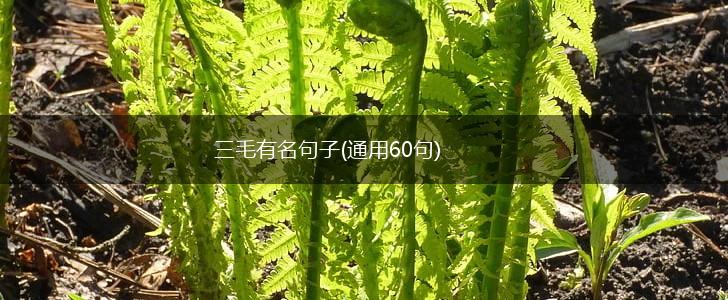 三毛有名句子(通用60句),第1张