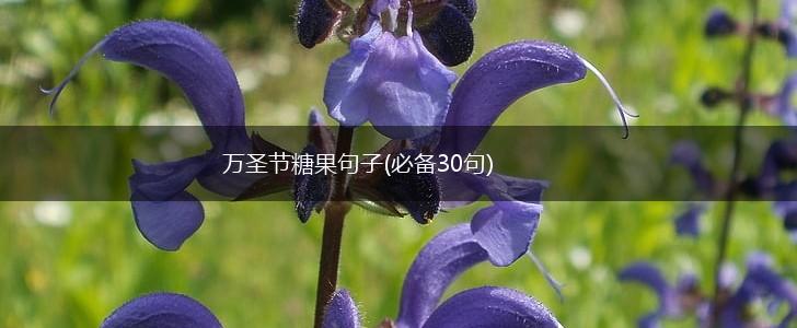 万圣节糖果句子(必备30句),第1张