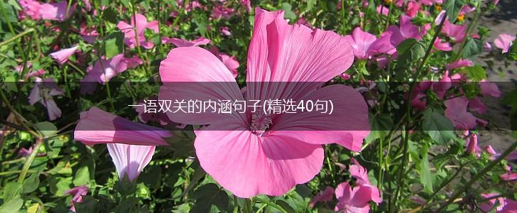 一语双关的内涵句子(精选40句),第1张