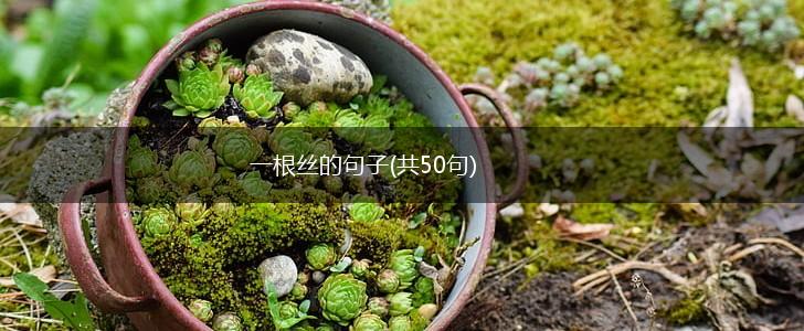 一根丝的句子(共50句),第1张