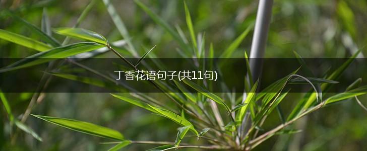 丁香花语句子(共11句),第1张