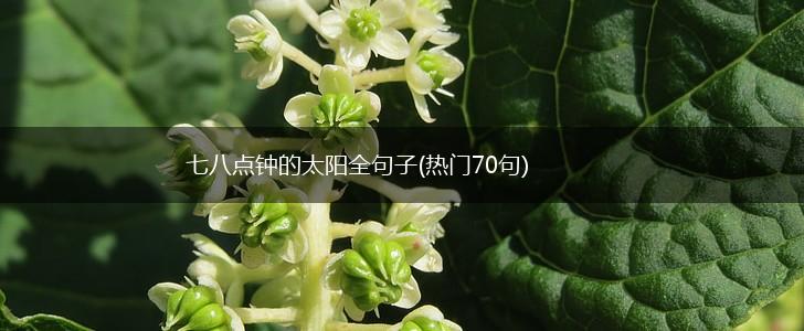 七八点钟的太阳全句子(热门70句),第1张