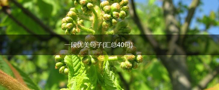 一段优美句子(汇总40句),第1张