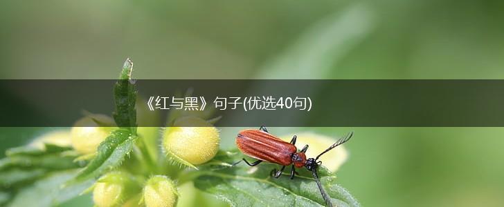 《红与黑》句子(优选40句),第1张