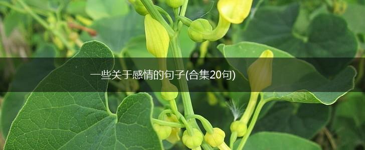 一些关于感情的句子(合集20句),第1张