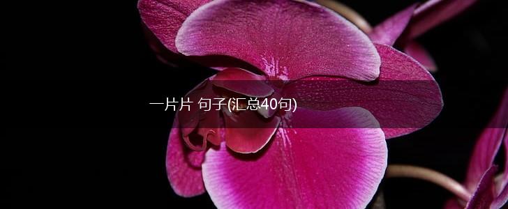 一片片 句子(汇总40句),第1张