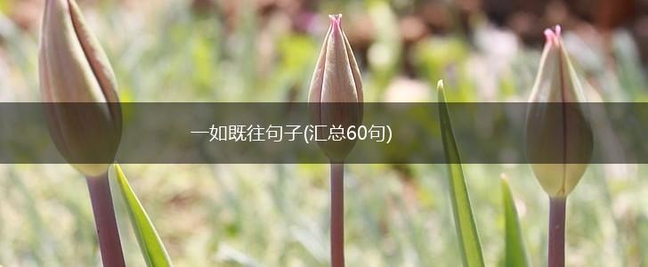 一如既往句子(汇总60句),第1张
