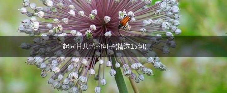 一起同甘共苦的句子(精选15句),第1张