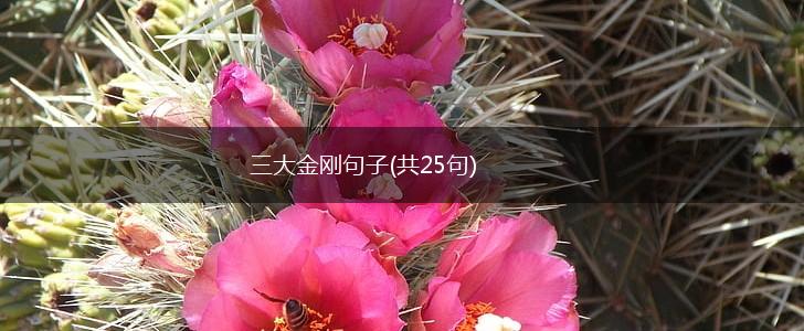 三大金刚句子(共25句),第1张