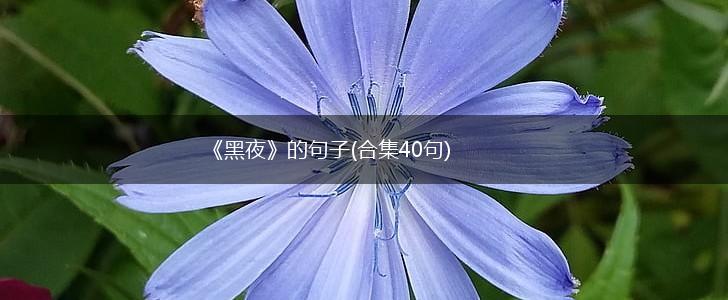 《黑夜》的句子(合集40句),第1张