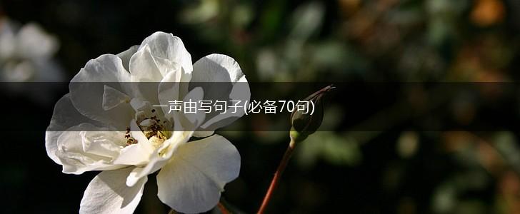 一声由写句子(必备70句),第1张