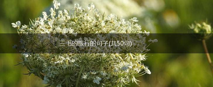 三毛的旅行的句子(共50句),第1张