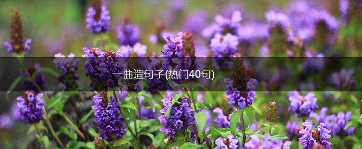 一曲造句子(热门40句),第1张