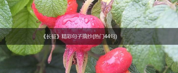 《长征》精彩句子摘抄(热门44句),第1张