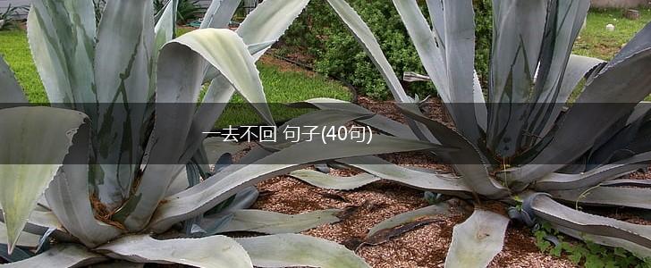 一去不回 句子(40句),第1张