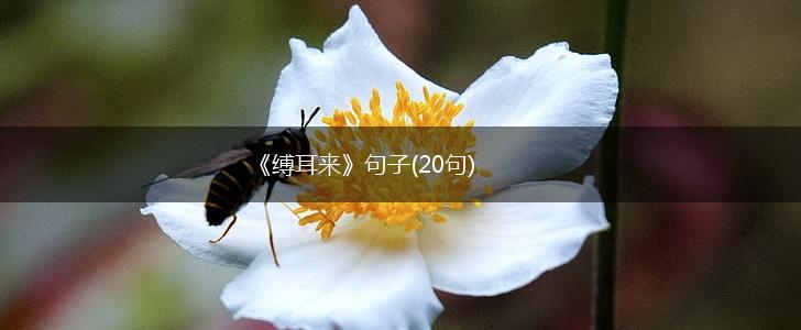 《缚耳来》句子(20句),第1张