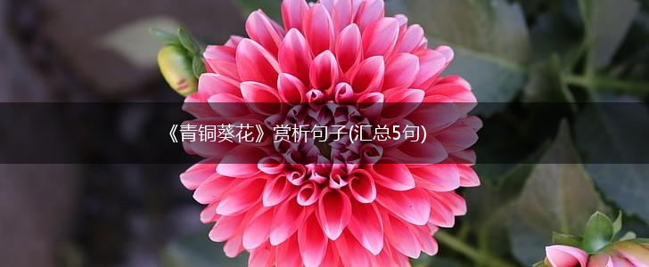 《青铜葵花》赏析句子(汇总5句),第1张
