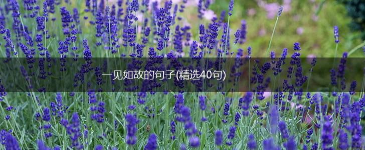 一见如故的句子(精选40句),第1张