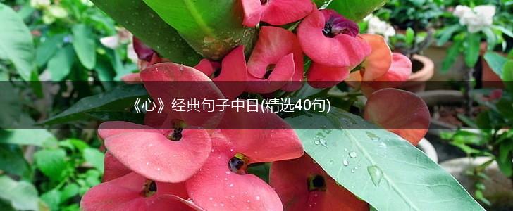 《心》经典句子中日(精选40句),第1张
