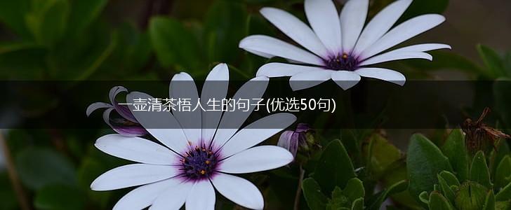 一壶清茶悟人生的句子(优选50句),第1张