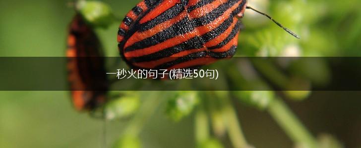 一秒火的句子(精选50句),第1张