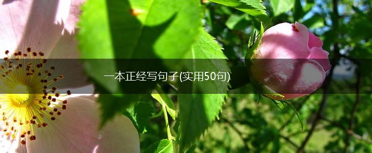 一本正经写句子(实用50句),第1张