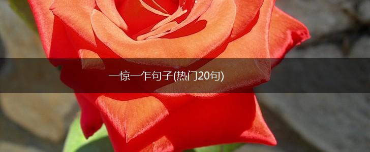 一惊一乍句子(热门20句),第1张