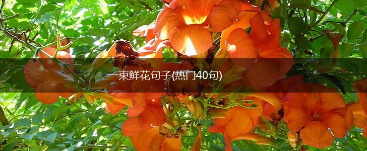 一束鲜花句子(热门40句),第1张