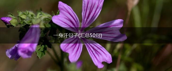 一身汗句子(汇总50句),第1张