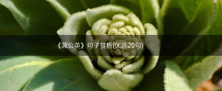 《蒲公英》句子赏析(优选20句),第1张