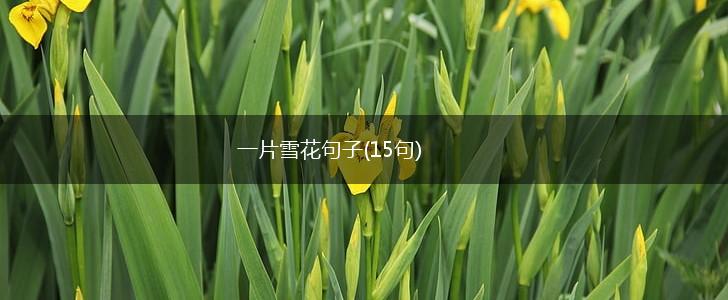 一片雪花句子(15句),第1张